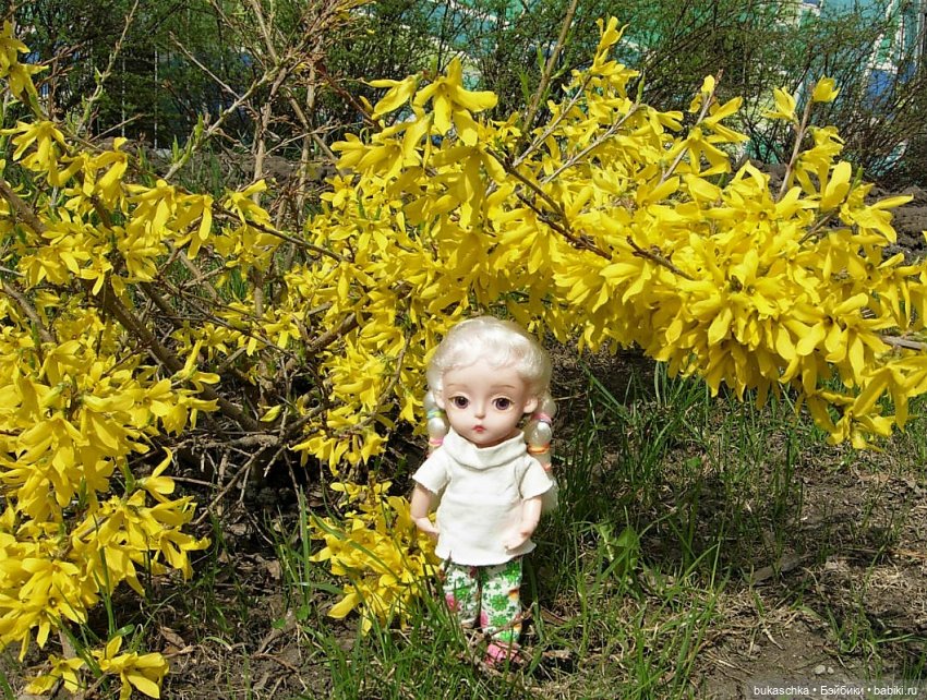 Цветет форзиция — Куклы Baboliy (Баболи