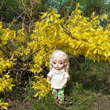 Цветет форзиция