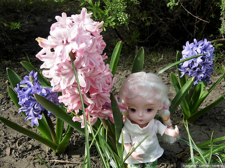 Гиацинт — Куклы Baboliy (Баболи