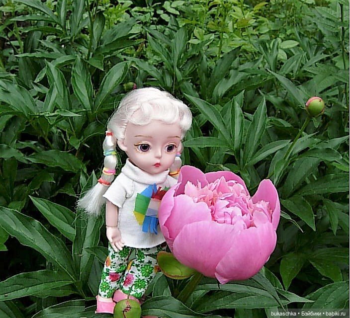 Распускаются цветы небывалой красоты... Пионы (фото 3)