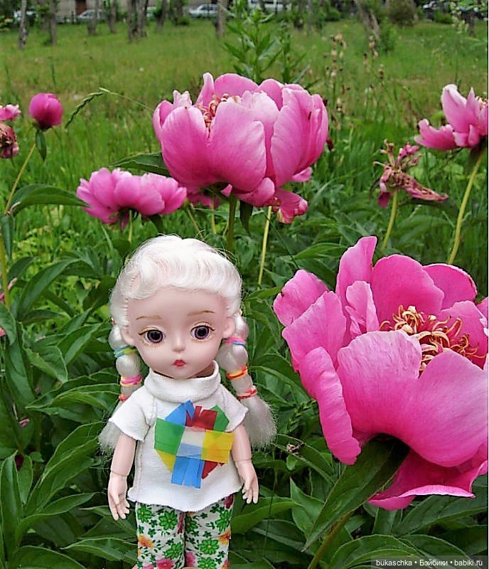 Распускаются цветы небывалой красоты... Пионы (фото 8)