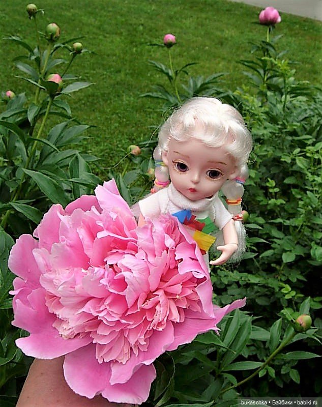 Распускаются цветы небывалой красоты... Пионы (фото 5)