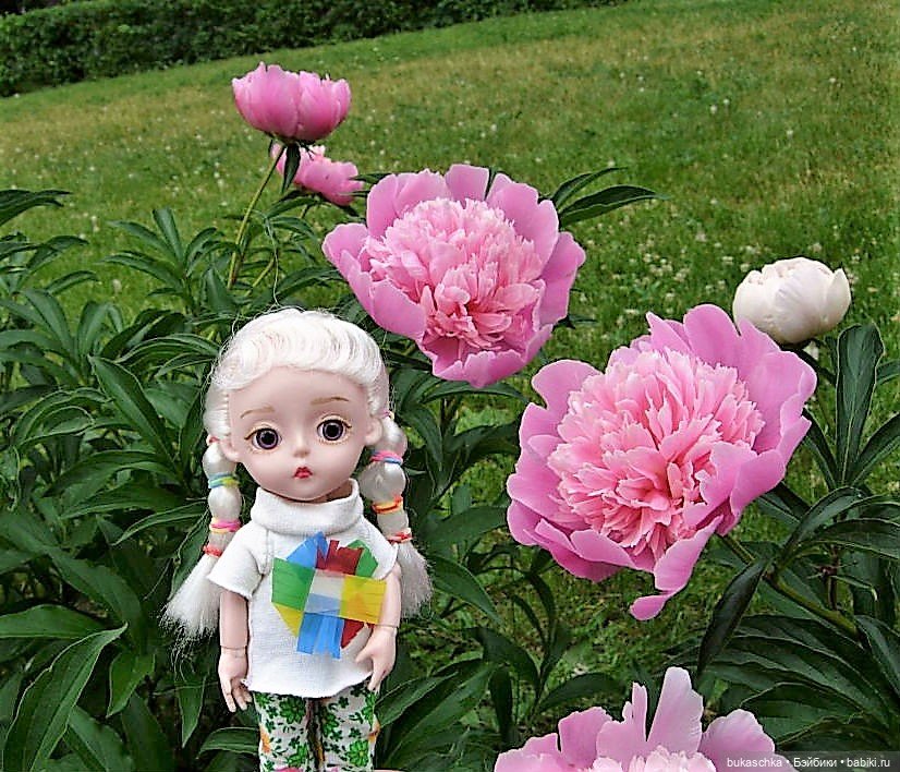 Распускаются цветы небывалой красоты... Пионы (фото 7)