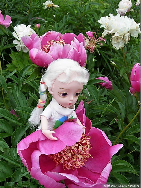 Распускаются цветы небывалой красоты... Пионы (фото 9)