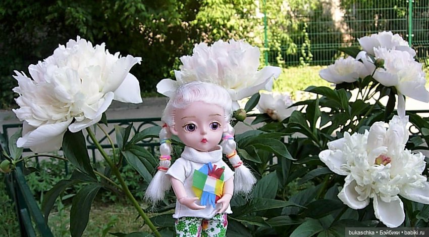 Распускаются цветы небывалой красоты... Пионы