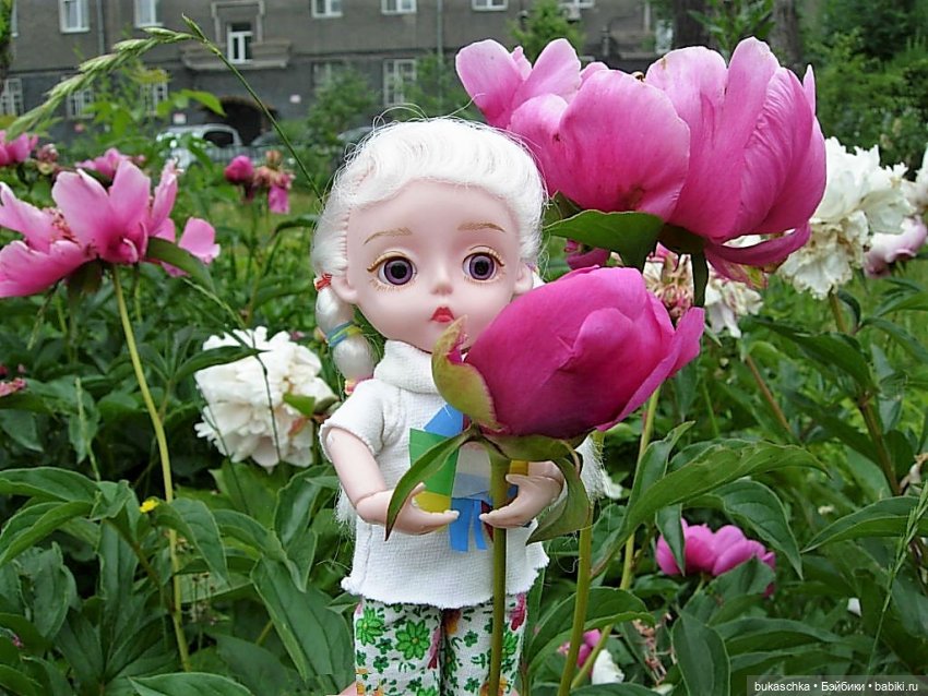 Распускаются цветы небывалой красоты... Пионы (фото 2)