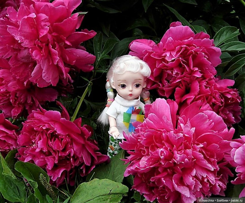 Распускаются цветы небывалой красоты... Пионы