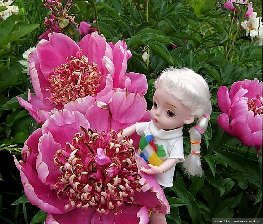 Распускаются цветы небывалой красоты... Пионы (фото 10)