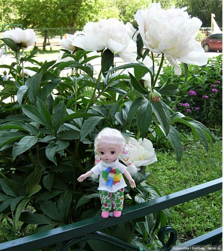 Распускаются цветы небывалой красоты... Пионы