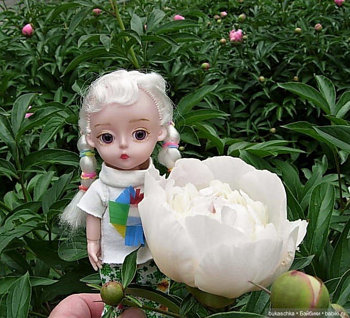 Распускаются цветы небывалой красоты... Пионы (фото 4)