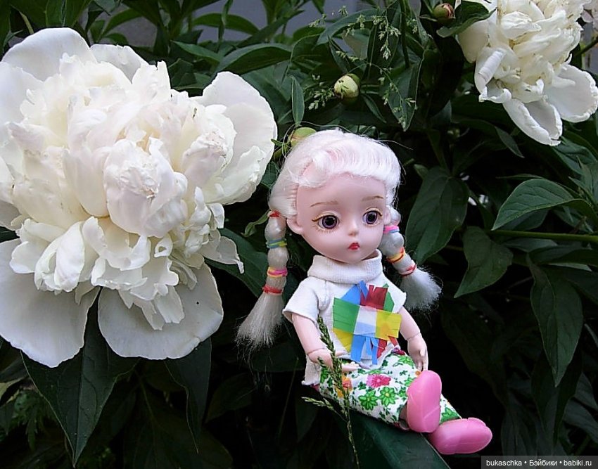 Распускаются цветы небывалой красоты... Пионы