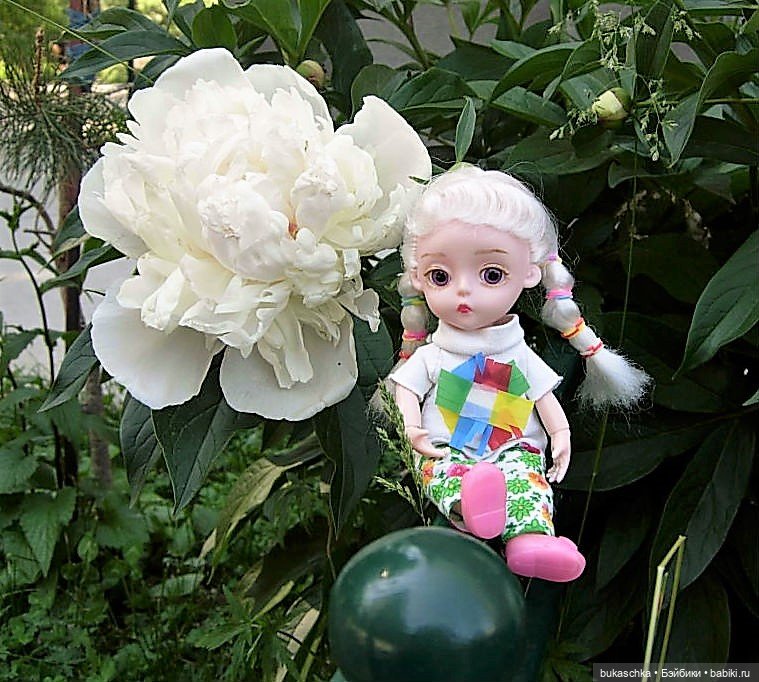 Распускаются цветы небывалой красоты... Пионы