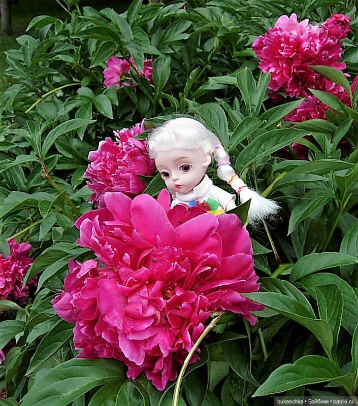 Распускаются цветы небывалой красоты... Пионы