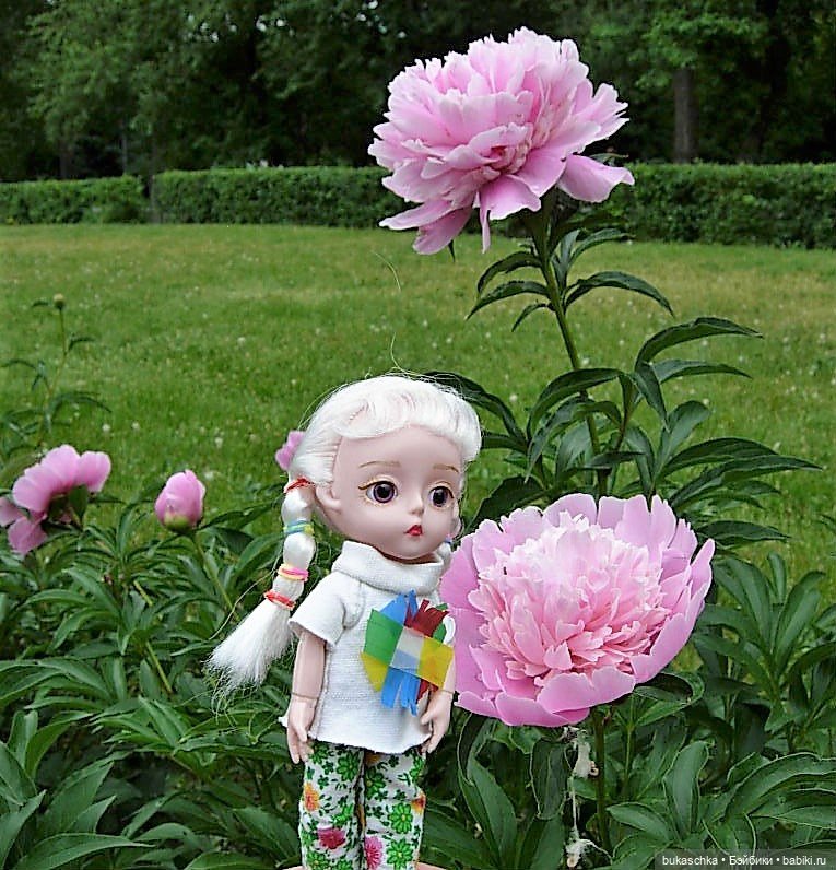 Распускаются цветы небывалой красоты... Пионы (фото 6)