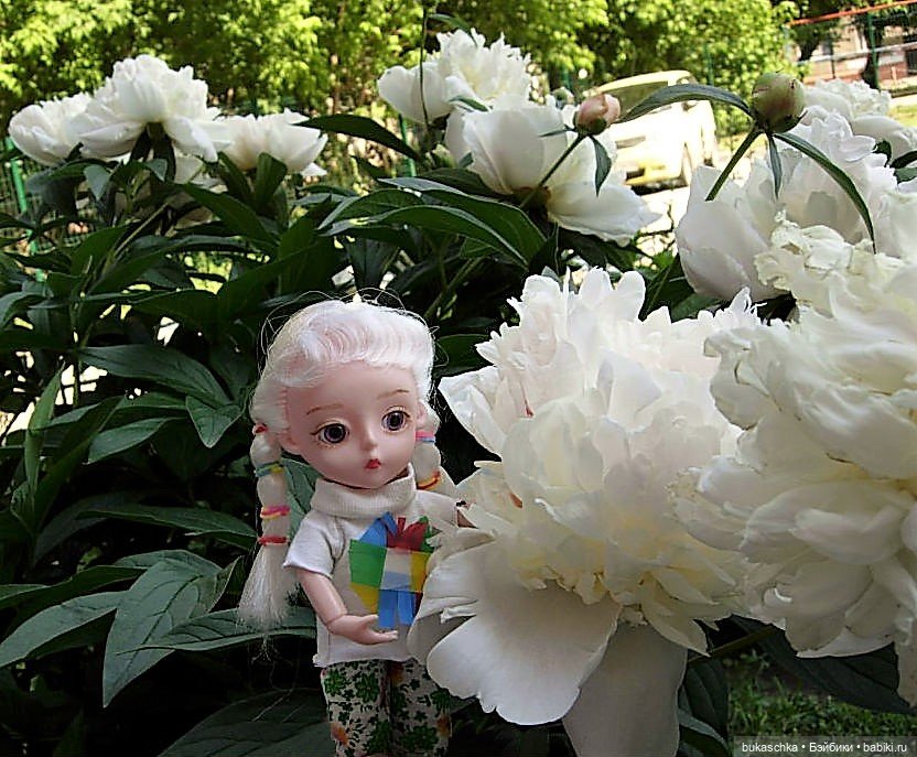 Распускаются цветы небывалой красоты... Пионы