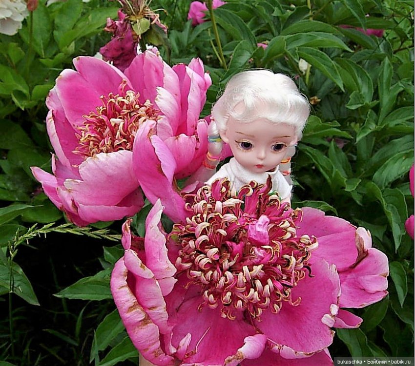 Распускаются цветы небывалой красоты... Пионы