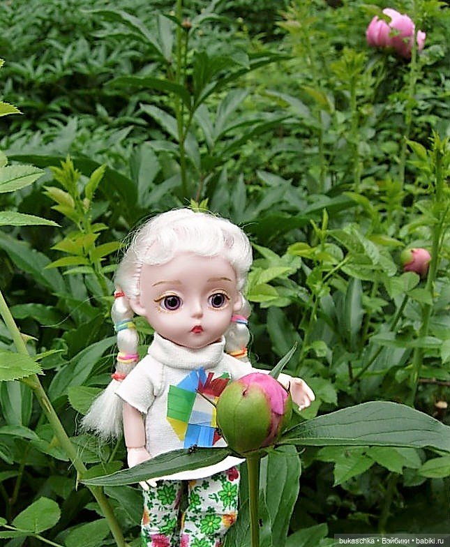 Распускаются цветы небывалой красоты... Пионы