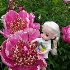 Распускаются цветы небывалой красоты... Пионы