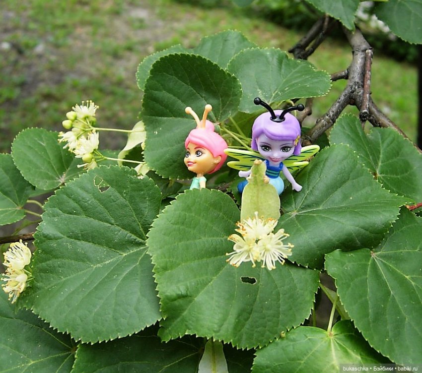 Как букашки липовый цвет собирали (фото 3)