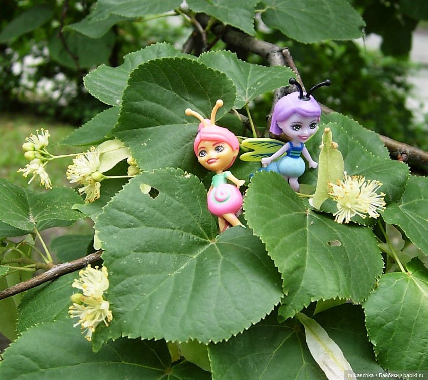 Как букашки липовый цвет собирали (фото 2)