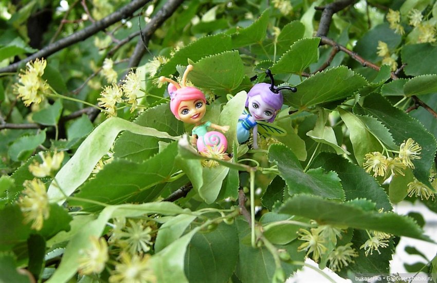 Как букашки липовый цвет собирали (фото 4)