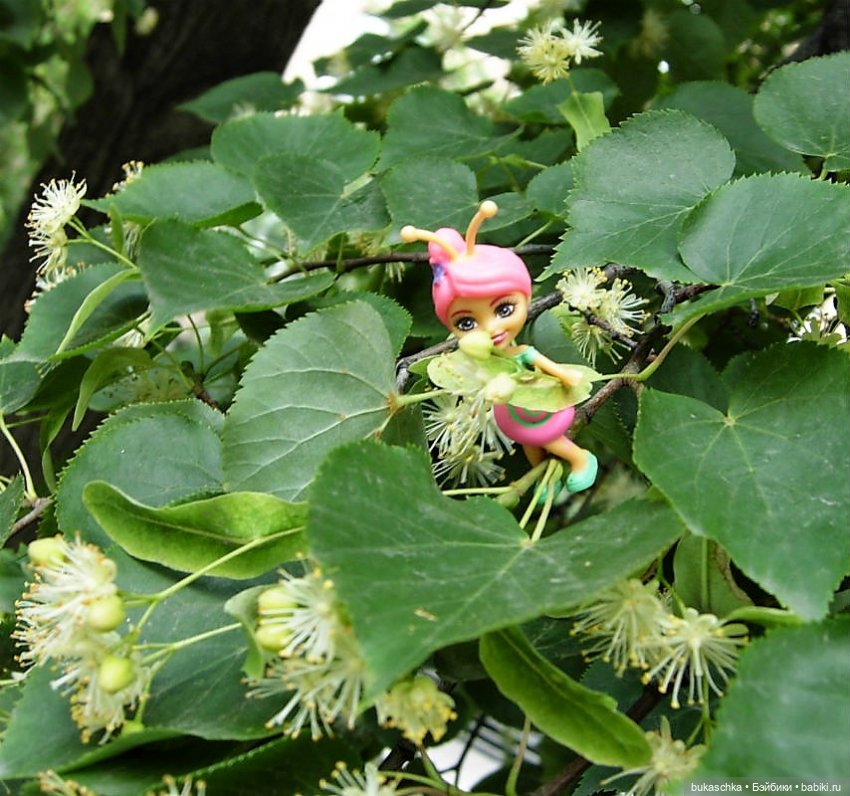 Как букашки липовый цвет собирали (фото 6)