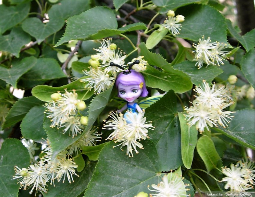 Как букашки липовый цвет собирали (фото 5)