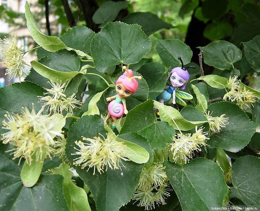 Как букашки липовый цвет собирали (фото 7)