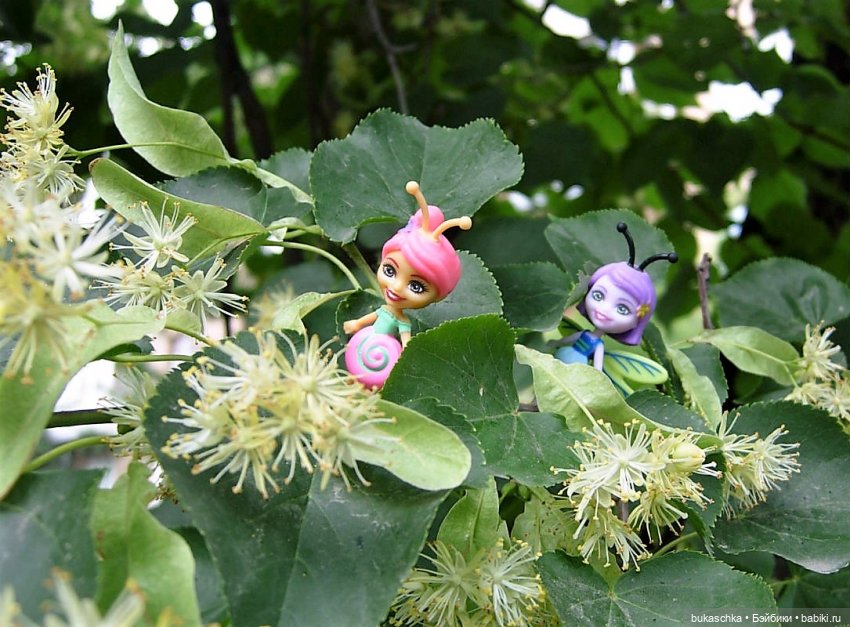 Как букашки липовый цвет собирали (фото 8)