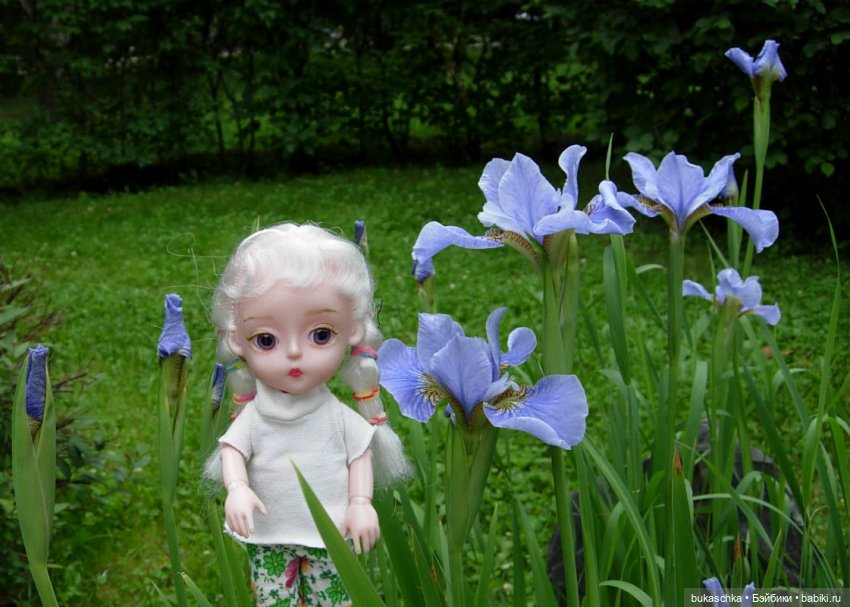 Распускаются цветы небывалой красоты... Ирисы (фото 4)