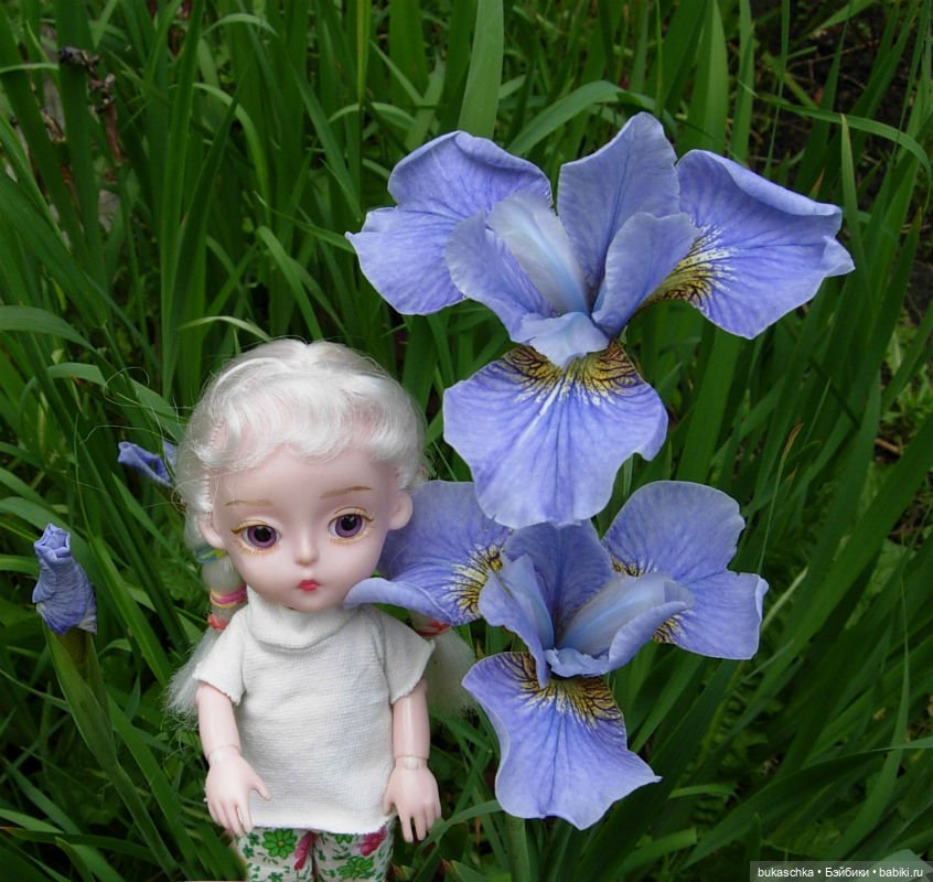 Распускаются цветы небывалой красоты... Ирисы (фото 5)