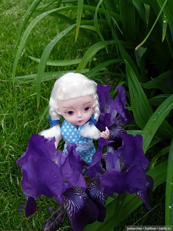 Распускаются цветы небывалой красоты... Ирисы (фото 6)