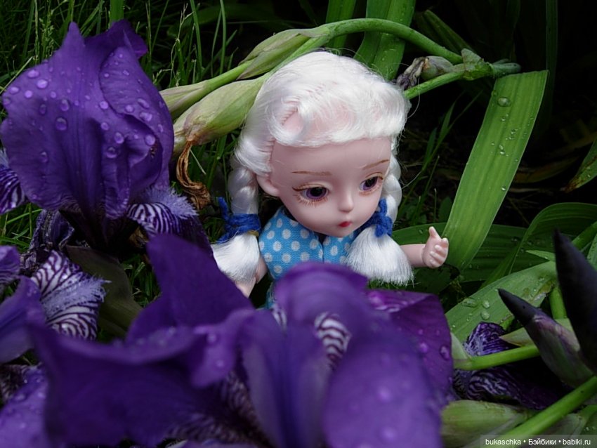 Распускаются цветы небывалой красоты... Ирисы (фото 7)