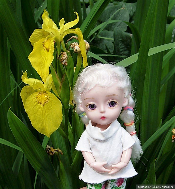 Распускаются цветы небывалой красоты... Ирисы (фото 3)