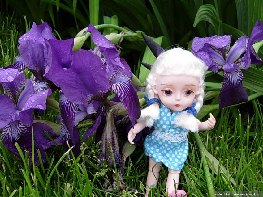 Распускаются цветы небывалой красоты... Ирисы (фото 8)