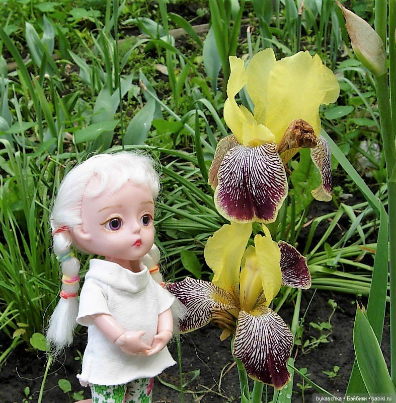 Распускаются цветы небывалой красоты... Ирисы