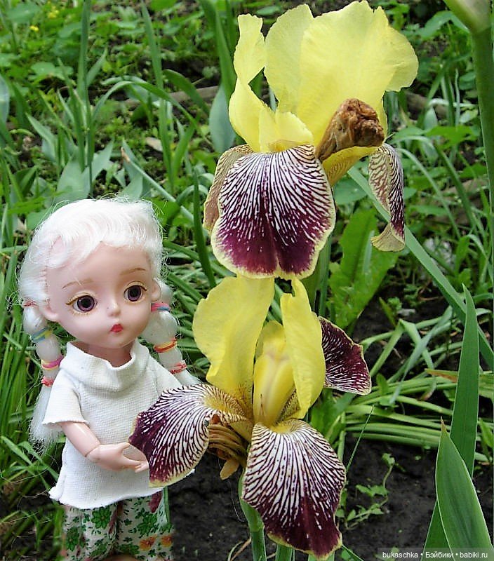 Распускаются цветы небывалой красоты... Ирисы (фото 2)