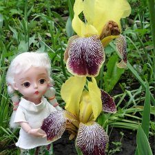 Распускаются цветы небывалой красоты... Ирисы