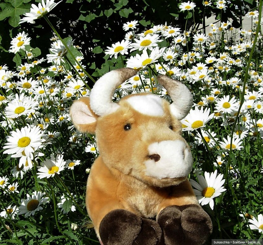 Минька и Гринька. "Миссис Бэйбики 2020" (фото 10)