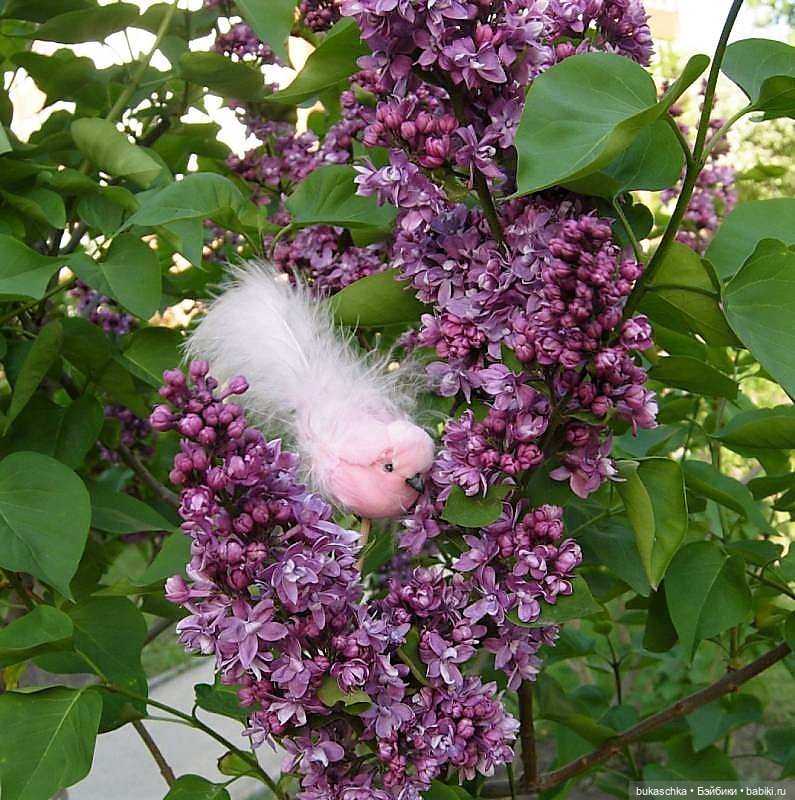 Стрекотунья белобока — Куклы Baboliy (Баболи (фото 10)