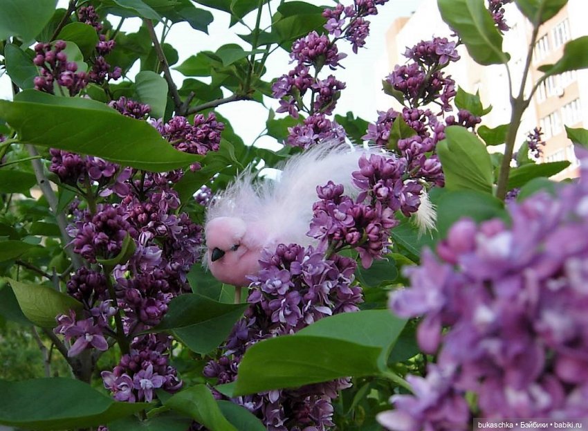 Стрекотунья белобока — Куклы Baboliy (Баболи