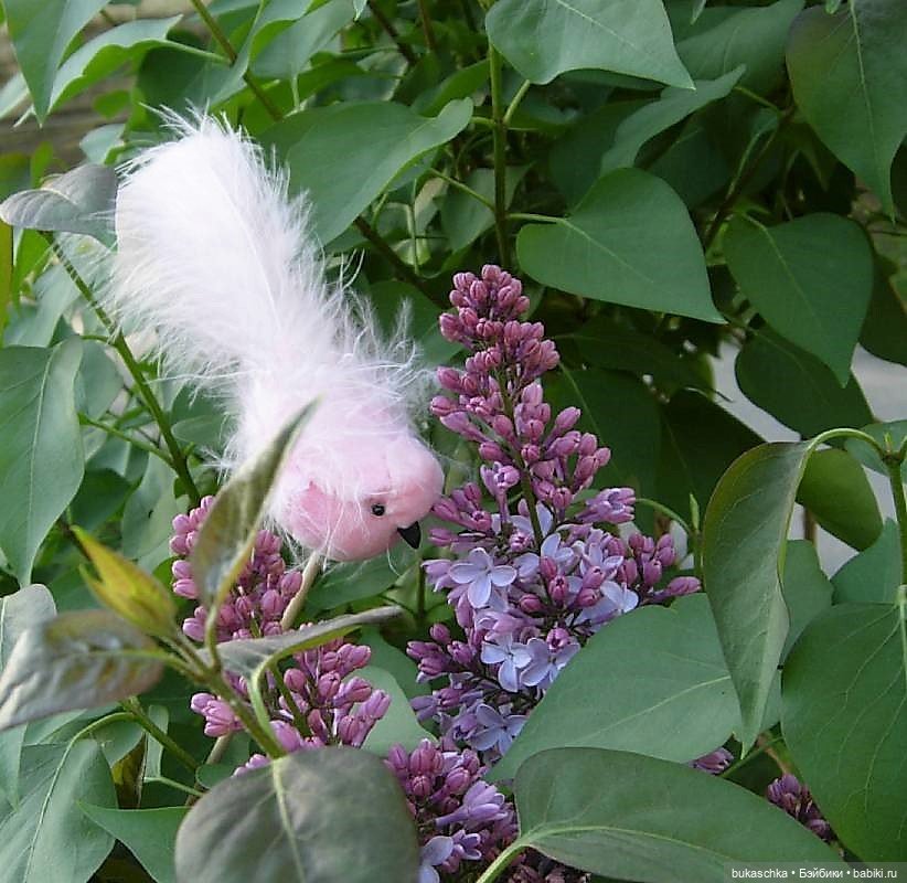 Стрекотунья белобока — Куклы Baboliy (Баболи (фото 9)