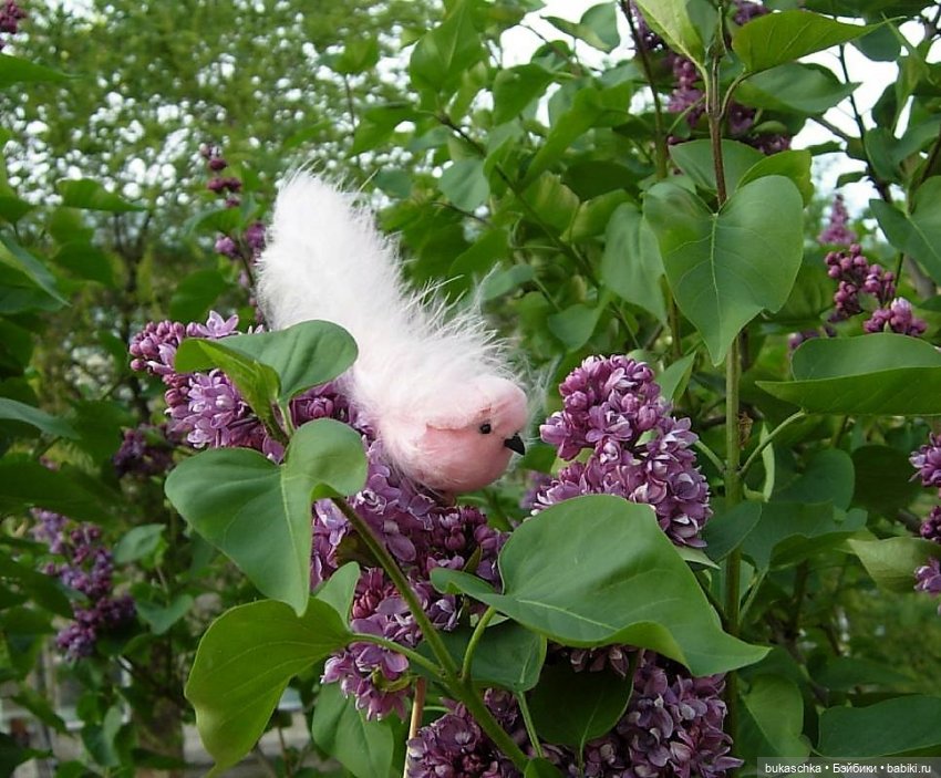 Стрекотунья белобока — Куклы Baboliy (Баболи