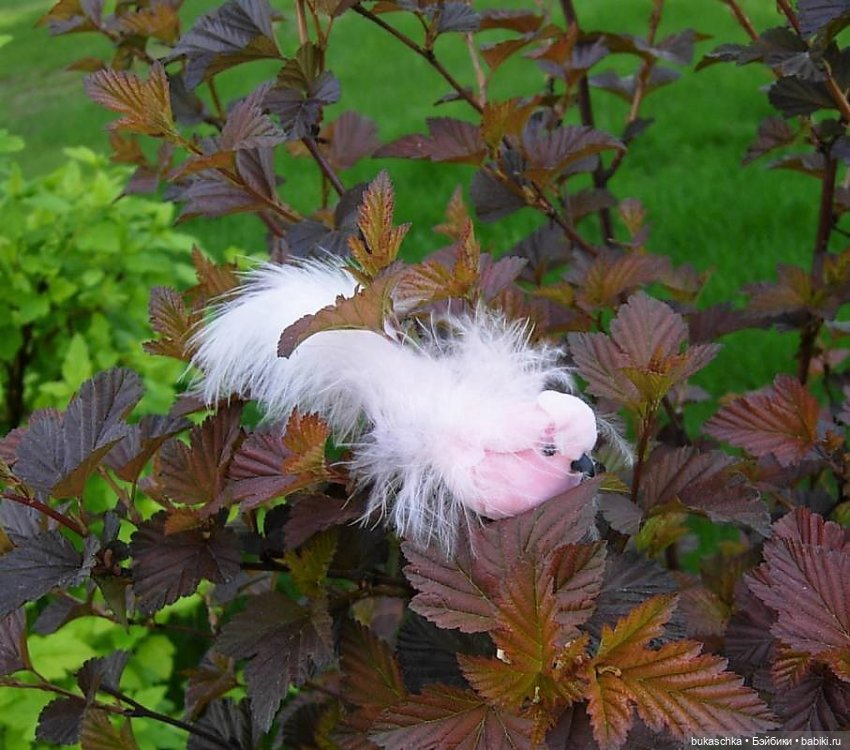 Стрекотунья белобока — Куклы Baboliy (Баболи (фото 8)