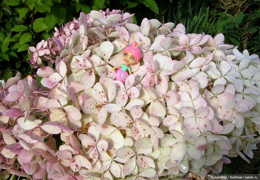 Букашки на фоне гортензии