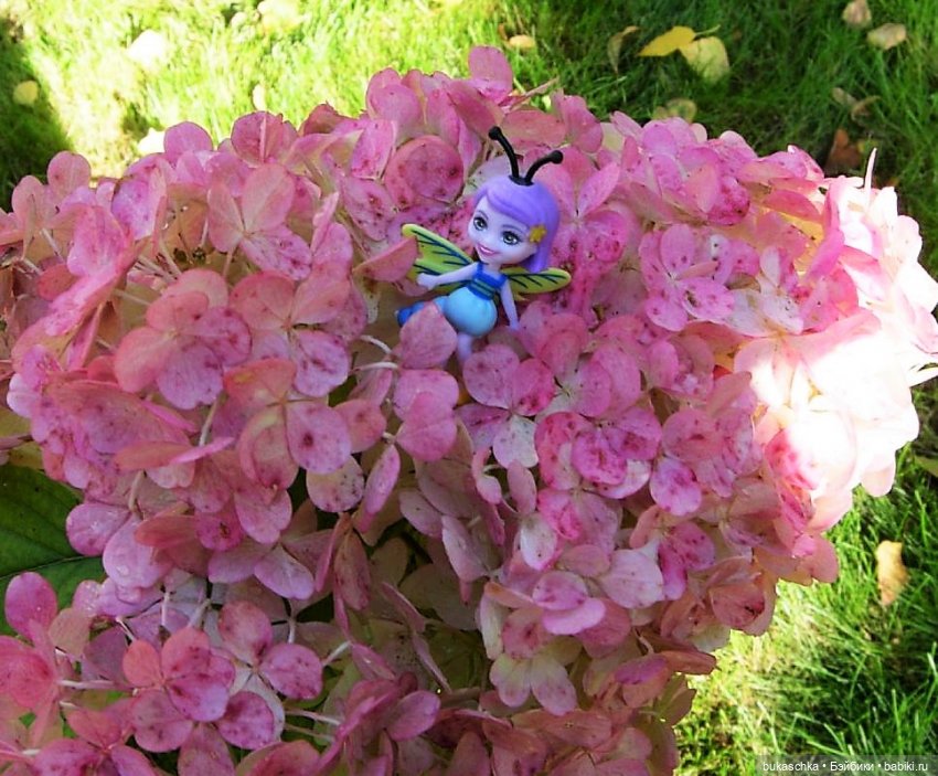 Букашки на фоне гортензии (фото 7)