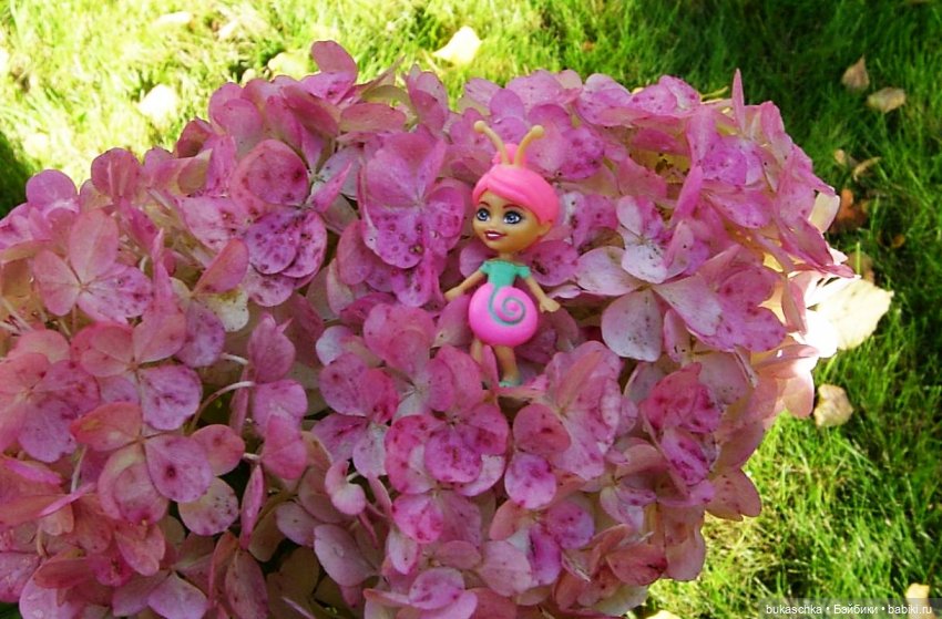 Букашки на фоне гортензии (фото 9)