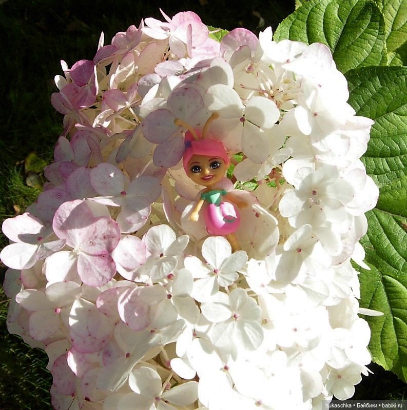 Букашки на фоне гортензии (фото 5)