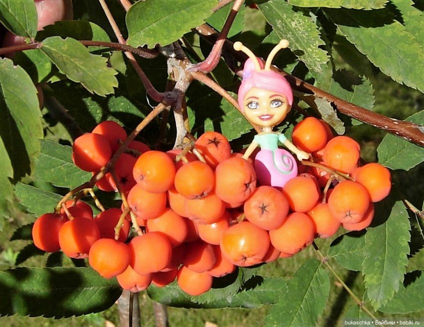 Букашки. Гроздья рябины — Другие мини (фото 3)