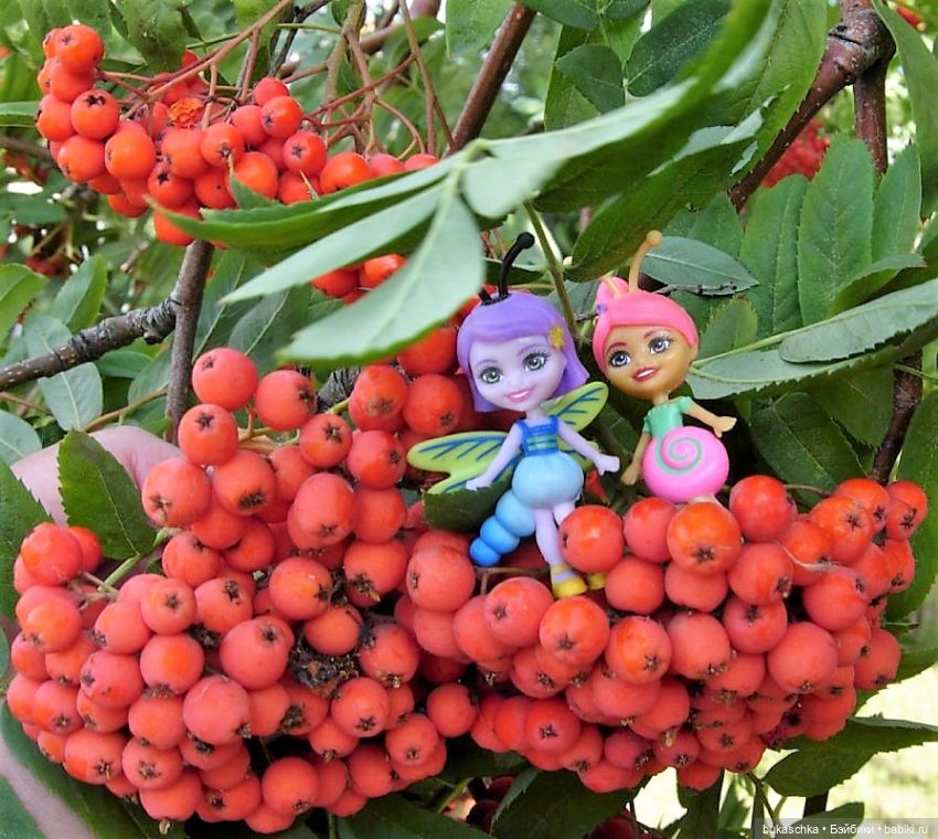 Букашки. Гроздья рябины — Другие мини